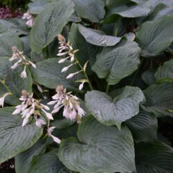 Hosta True Blue