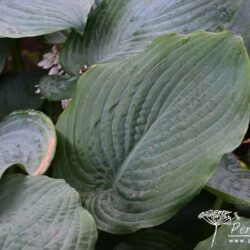 Hosta True Blue