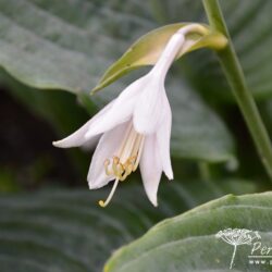 Hosta True Blue