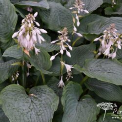 Hosta True Blue