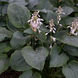 Hosta True Blue