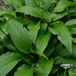 Hosta kikutii