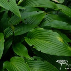 Hosta kikutii