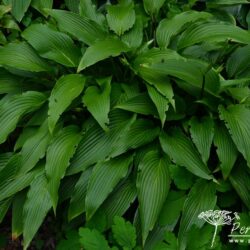 Hosta kikutii