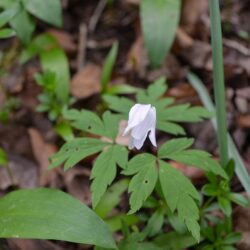 Anemone nemorosa