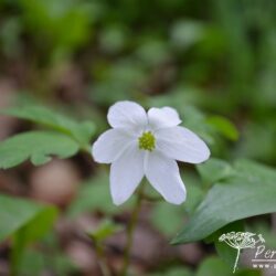 Anemone nemorosa