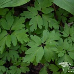 Anemone nemorosa