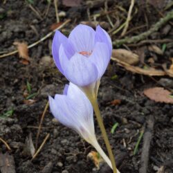 Crocus Zephyr