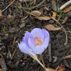 Crocus Zephyr