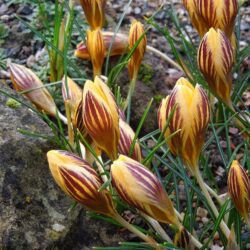 Crocus chrysanthus Gypsy Girl