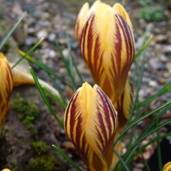 Crocus chrysanthus Gypsy Girl