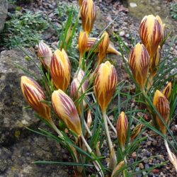 Crocus chrysanthus Gypsy Girl