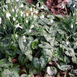 Cyclamen hederifolium