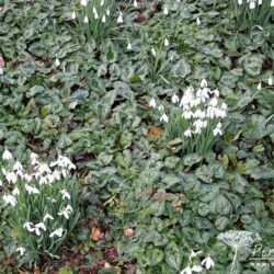 Cyclamen hederifolium