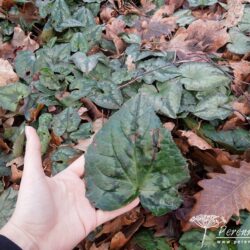 Cyclamen hederifolium