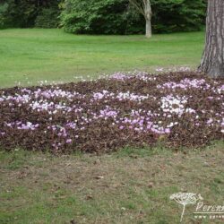 Cyclamen hederifolium