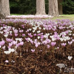 Cyclamen hederifolium