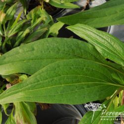 Echinacea Hot Papaya