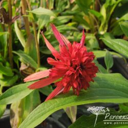 Echinacea Hot Papaya