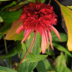 Echinacea Hot Papaya