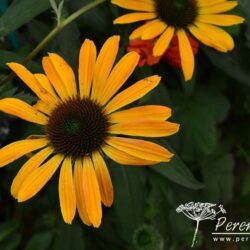 Echinacea Julia