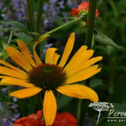 Echinacea Julia