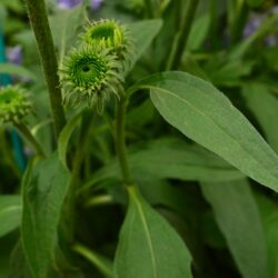 Echinacea Julia