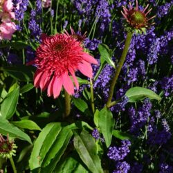 Echinacea Piccolino