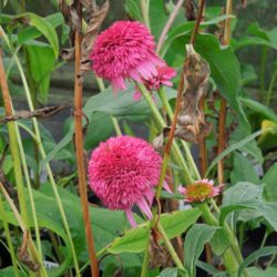 Echinacea Piccolino