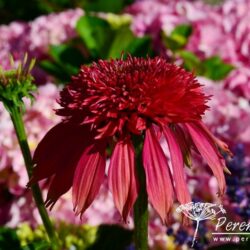 Echinacea Piccolino