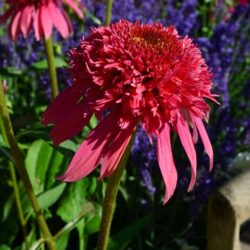 Echinacea Piccolino