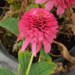 Echinacea Piccolino