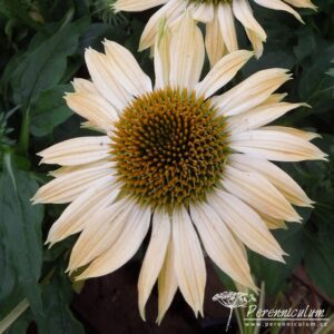 Echinacea Sombrero Sandy Yellow