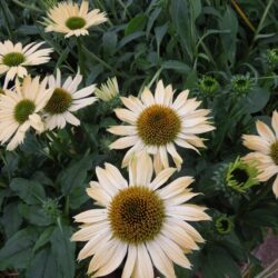 Echinacea Sombrero Sandy Yellow