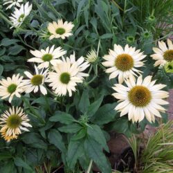 Echinacea Sombrero Sandy Yellow