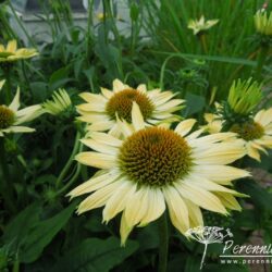 Echinacea Sombrero Sandy Yellow