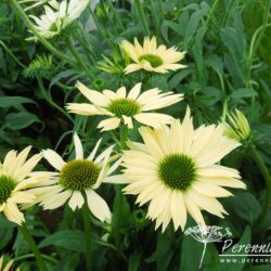 Echinacea Sombrero Sandy Yellow