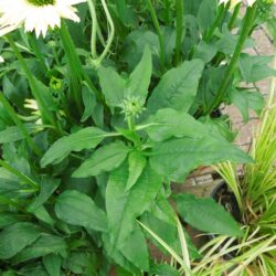 Echinacea Sombrero Sandy Yellow