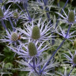 Eryngium x zabelii Forncett Ultra