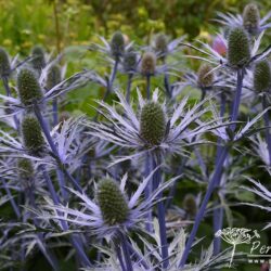 Eryngium x zabelii Forncett Ultra