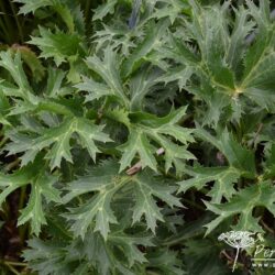 Eryngium x zabelii Forncett Ultra