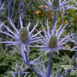 Eryngium x zabelii Forncett Ultra