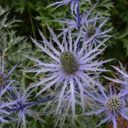 Eryngium x zabelii Forncett Ultra