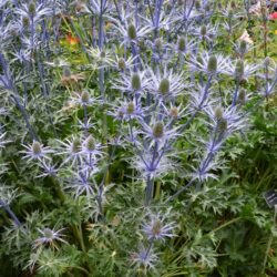 Eryngium x zabelii Forncett Ultra