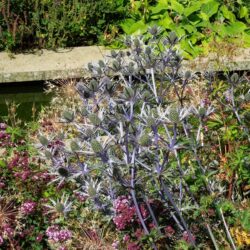 Eryngium x zabelii