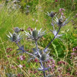 Eryngium x zabelii