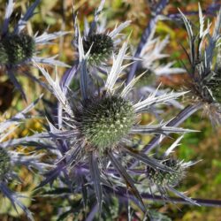 Eryngium x zabelii