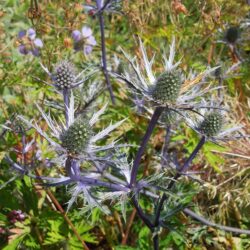 Eryngium x zabelii