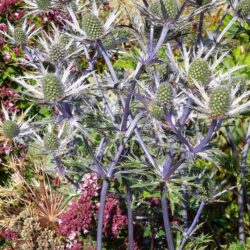 Eryngium x zabelii