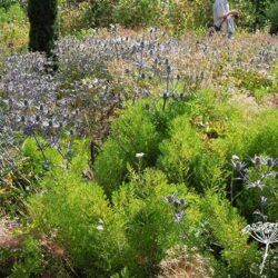 Eryngium x zabelii